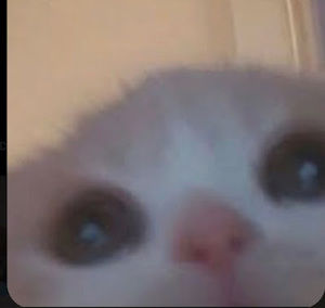 Meet your Posher, Charlene